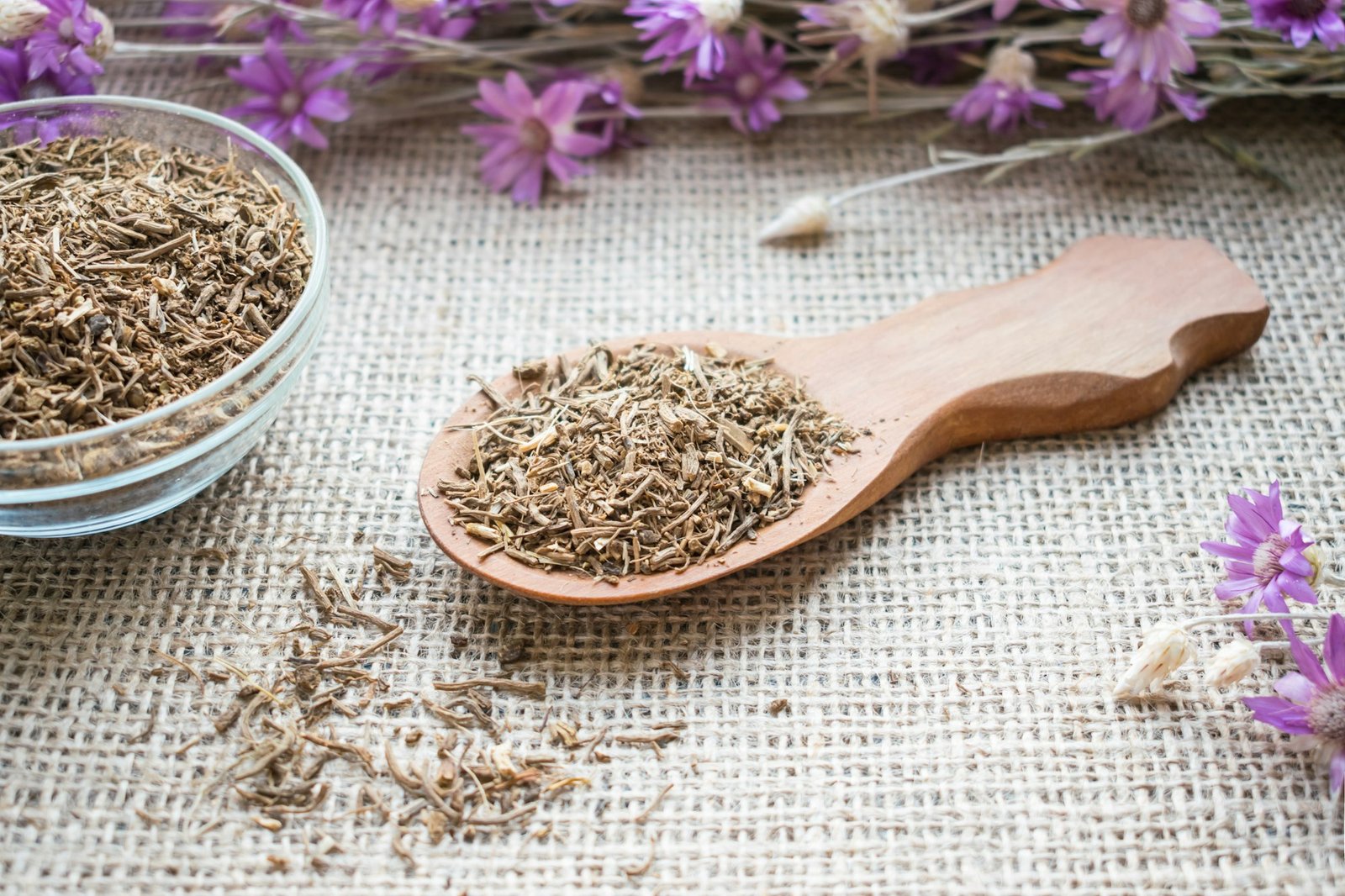 Dried Valerian roots in wooden spoon on sackcloth background. Valeriana officinalis, Caprifoliaceae